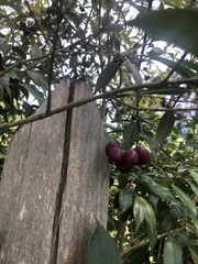 Syzygium paniculatum
