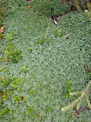 Bolax gummifera