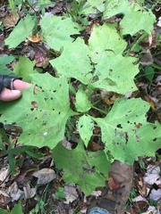 Smallanthus uvedalia