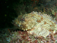 Scorpaena guttata