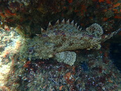 Scorpaena guttata