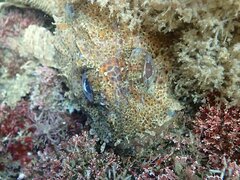 Scorpaena guttata
