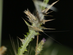 Oecanthus dulcisonans