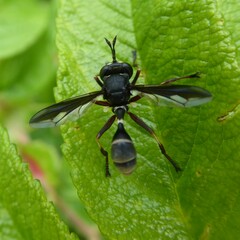 Physocephala furcillata