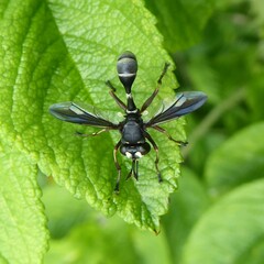 Physocephala furcillata