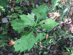 Smallanthus uvedalia