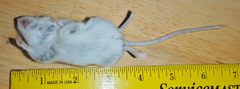 Peromyscus
