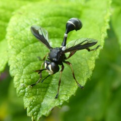 Physocephala furcillata