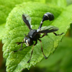Physocephala furcillata