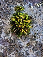 Orthotrichaceae