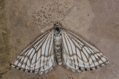 Schistostege decussata