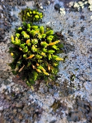 Orthotrichaceae