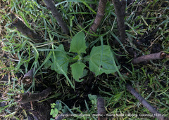 Smallanthus sonchifolius