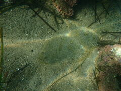 Paralichthys californicus