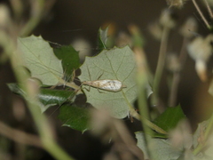 Oecanthus dulcisonans