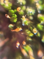 Orthotrichaceae