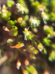Orthotrichaceae