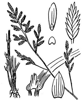 iNaturalist |
Hippolyte Coste - Flore descriptive et illustrée de la France, de la Corse et des contrées limitrophes, 1901-1906, no known copyright restrictions (public domain) Representative image of Catapodium hemipoa