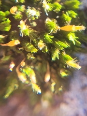 Orthotrichaceae
