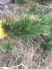 Pinus resinosa