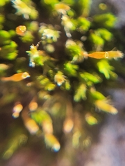 Orthotrichaceae