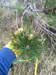 Pinus resinosa