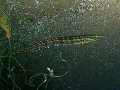 Heterostichus rostratus