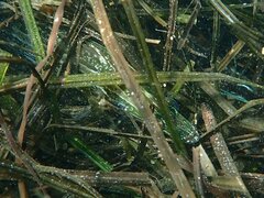 Heterostichus rostratus