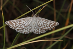Schistostege decussata