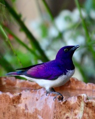 Cinnyricinclus leucogaster