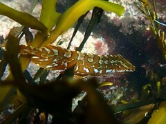 Heterostichus rostratus