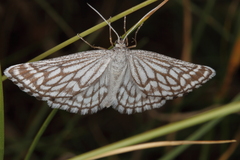 Schistostege decussata