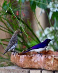 Cinnyricinclus leucogaster