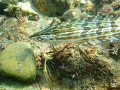 Heterostichus rostratus