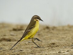Motacilla flava cinereocapilla