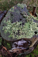 Cladonia grayi