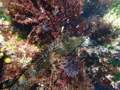 Heterostichus rostratus