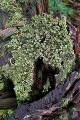 Cladonia grayi