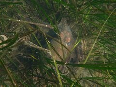 Octopus bimaculoides