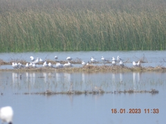 Chroicocephalus brunnicephalus