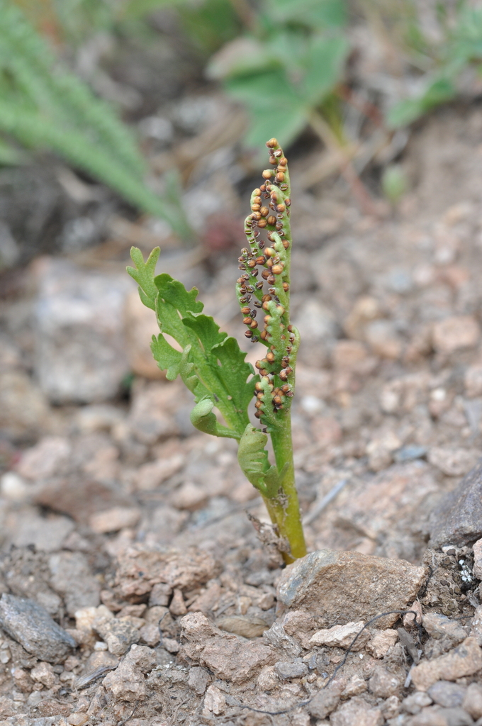 echo moonwort from Pitkin County, CO, USA on August 4, 2017 at 11:49 AM ...