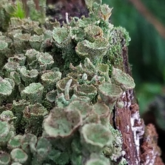 Cladonia grayi