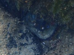 Octopus bimaculoides