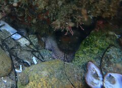 Octopus bimaculoides