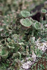 Cladonia grayi