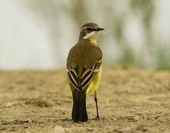 Motacilla flava cinereocapilla