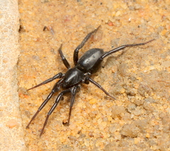 Zelotes