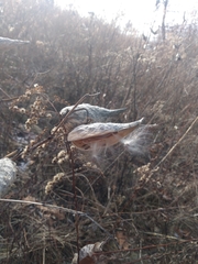 Asclepias syriaca