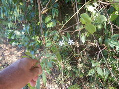 Plumbago zeylanica