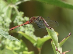 Sympetrum sanguineum